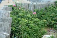 Click for larger size