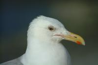 Click for larger size