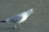 Click for larger size