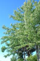 Click for larger size