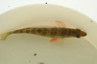 Click for larger size