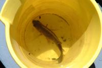 Click for larger size