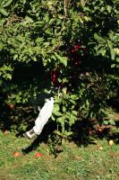 Click for larger size